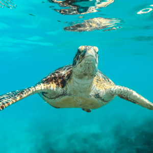 Unsplash - Sea Turtle